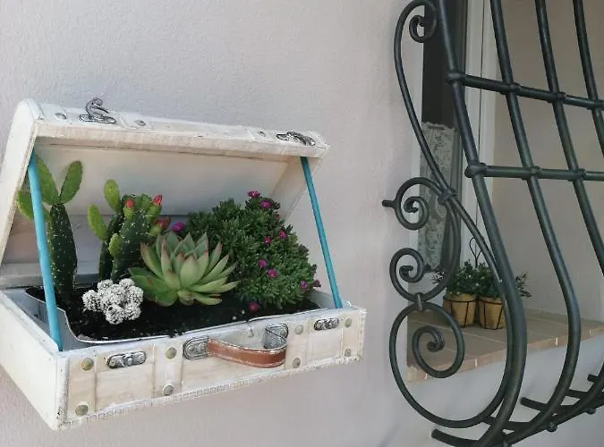 Nido Gaga 카폴리베리