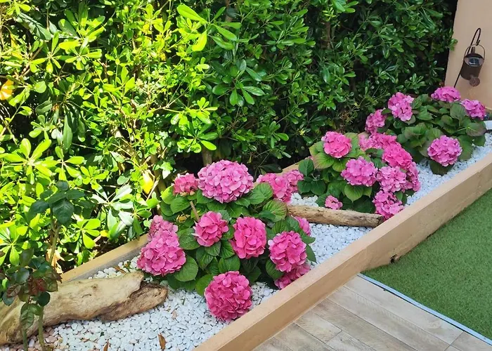 Nido Gaga * 카폴리베리